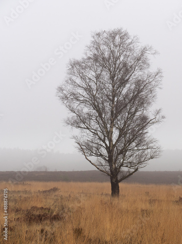 Tree in the mist photo