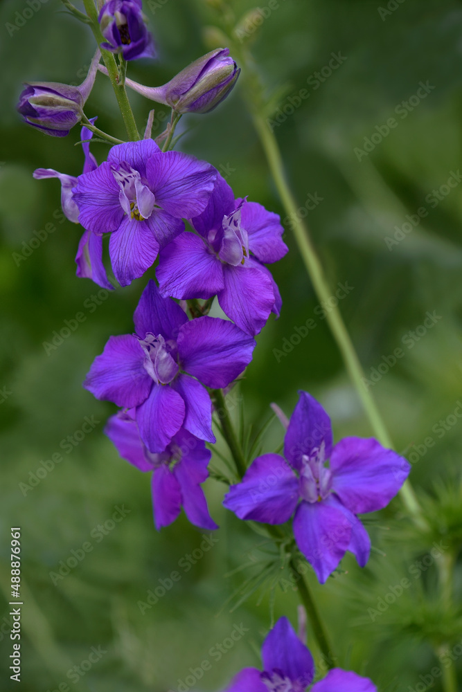 Doubtful knight's spur (Consolida ajacis). Called Rocket larkspur and Giant larkspur also.
