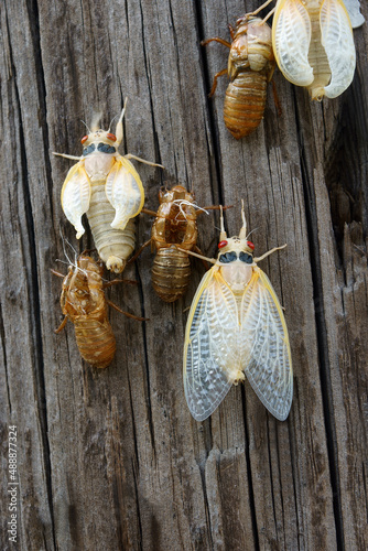 Pharaoh cicada (Magicicada septendecim). Called 17-year locust also. photo