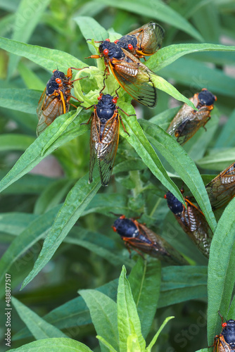 Pharaoh cicada (Magicicada septendecim). Called 17-year locust also.