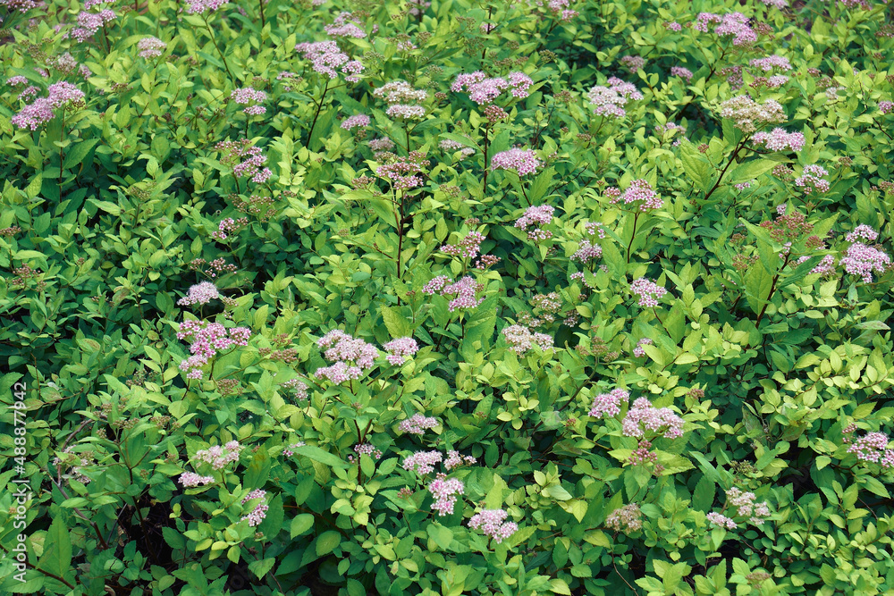 Japanese meadowsweet (Spiraea japonica). Called Japanese spiraea also. Japanese meadowsweet (Spiraea japonica). Called Japanese spiraea also.