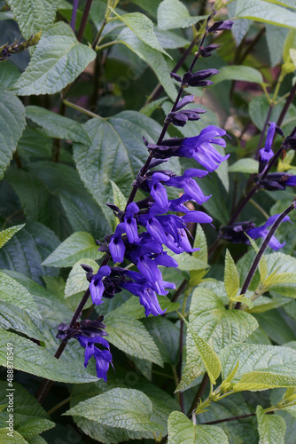 Black and Blue anise sage (Salviia coerulea 'Black and Blue'). Another botanica names are Salvia guarantica 'Black and Blue' and Salvia 'Black and Blue'