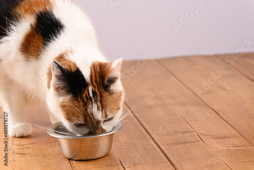 Cat eats the cat food from stainless steel bowl. photo