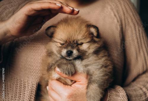 Fluffy pomeranian sable puppy sits on his hands, turns his head and looks at the camera photo