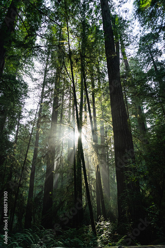 The Redwoods Sunrise