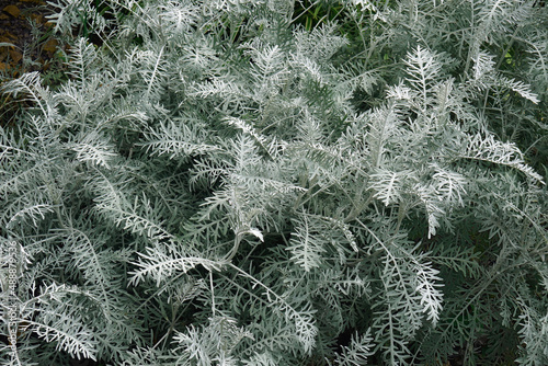 Powis Castle wormwood (Artemisia arborescens 'Powis Castle'). Hybrid between Artemisia arborescens and Artemisia absinthum. © nickkurzenko