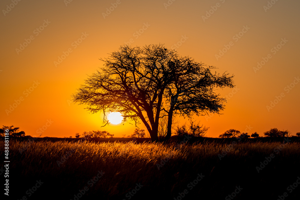 Sonnenaufgang in der Kalahari - obrazy, fototapety, plakaty 