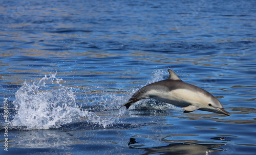 dolphin jumping in water, common dolphin  © FPLV