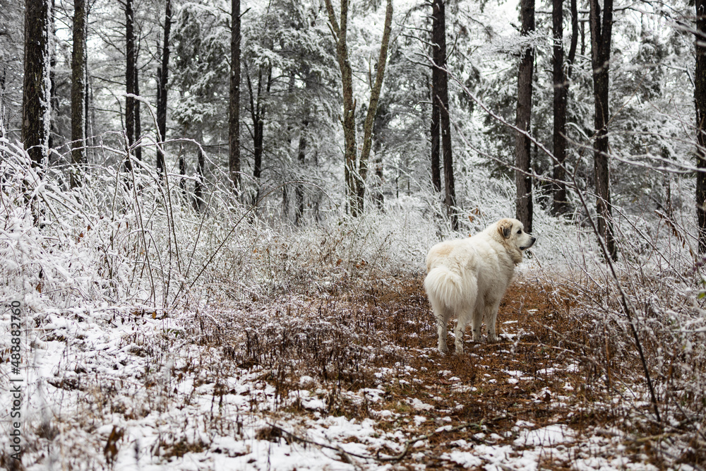 Great Pyrenees dog in snowy forest