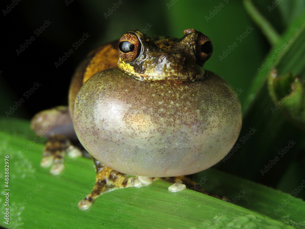 Obraz premium Dendropsophus melanargyreus, Tocantins, Brazil.