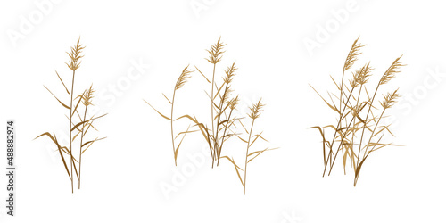 Reed cane thickets - a set of flat compositions. Vector illustration. 