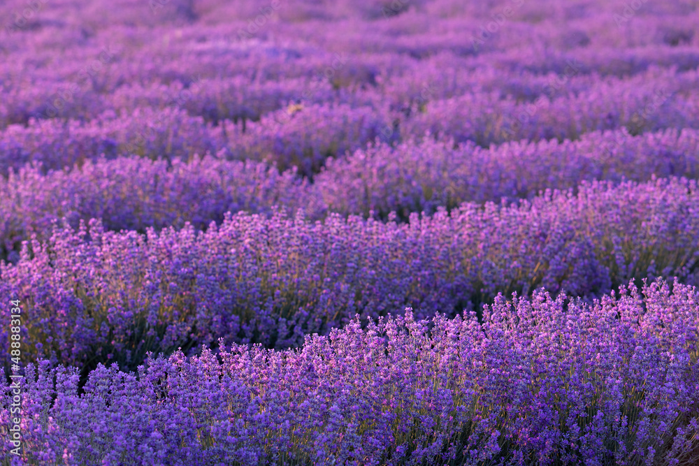 Lavender field at sunset. Rows of blooming lavende to the horizon. Provence region of France. Lavender field at sunset. Rows of blooming lavende to the horizon. Provence region of France.