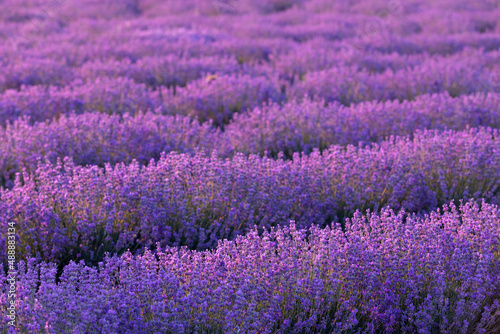 Lavender field at sunset. Rows of blooming lavende to the horizon. Provence region of France.