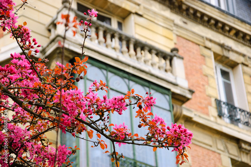 Spring in Paris, France. Blossoming Sakura tree and typical Parisian building with blacony at background. photo