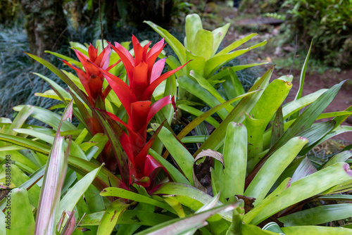 Colorful bromeliad in the tropical rainforest of Costa Rica