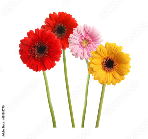 Set with beautiful gerbera flowers on white background