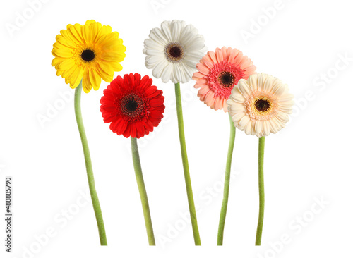 Set with beautiful gerbera flowers on white background