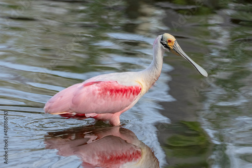 Roseate Spoonbill wading in lake
