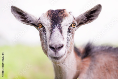 Brown gray goat. Goat against the background of the sky and the field on a sunny day.