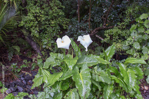 Two white calla lily flowers in bloom. Bush in New Zealand. photo