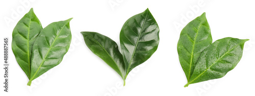 Set with fresh green leaves of coffee plant on white background. Banner design