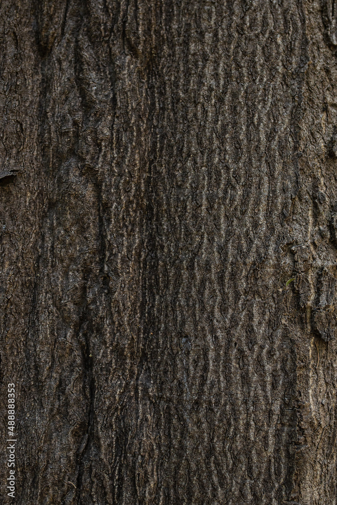 Obraz premium sunlight illuminating bark from a log