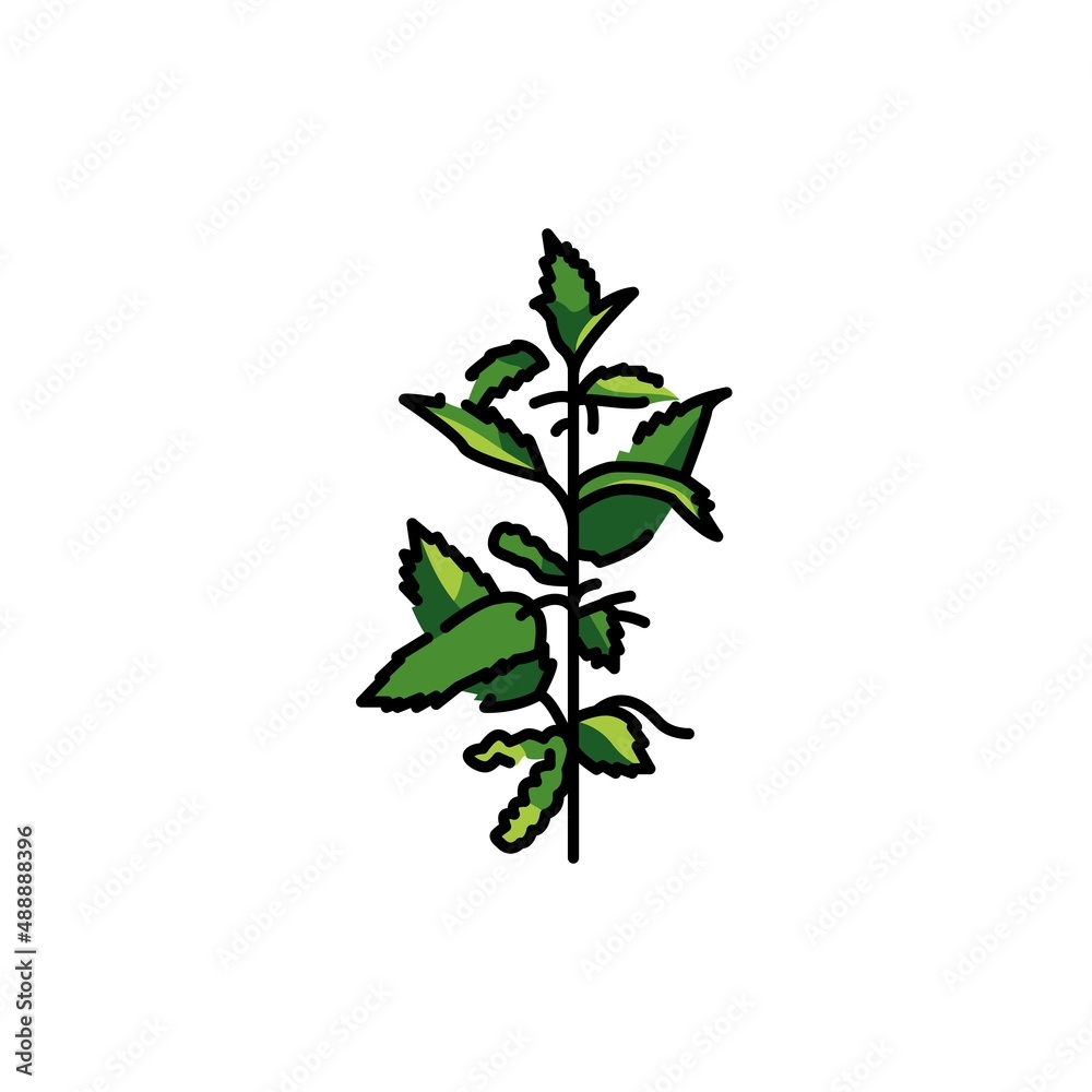 Nettle plant color line icon. Pictogram for web page