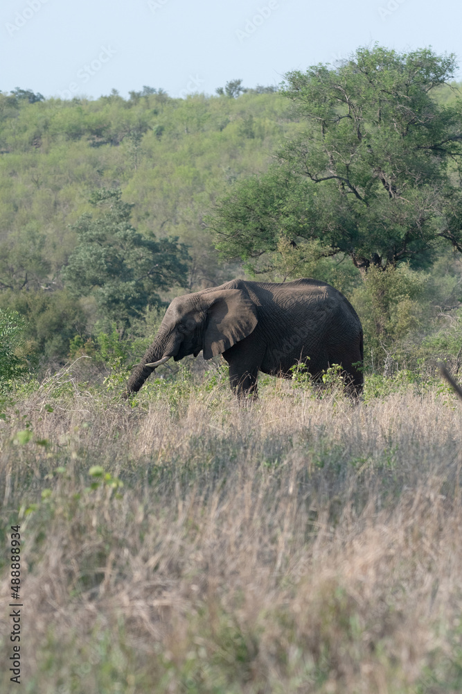 African elephant in Kruger