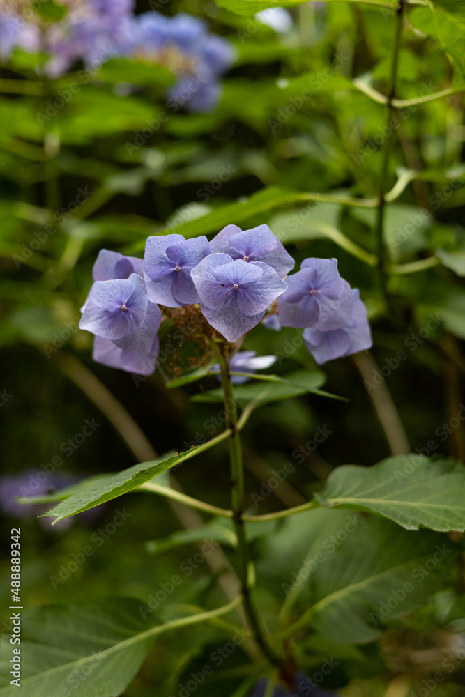 Fototapeta premium EOSRP.広島市内、品種改良前アジサイ。