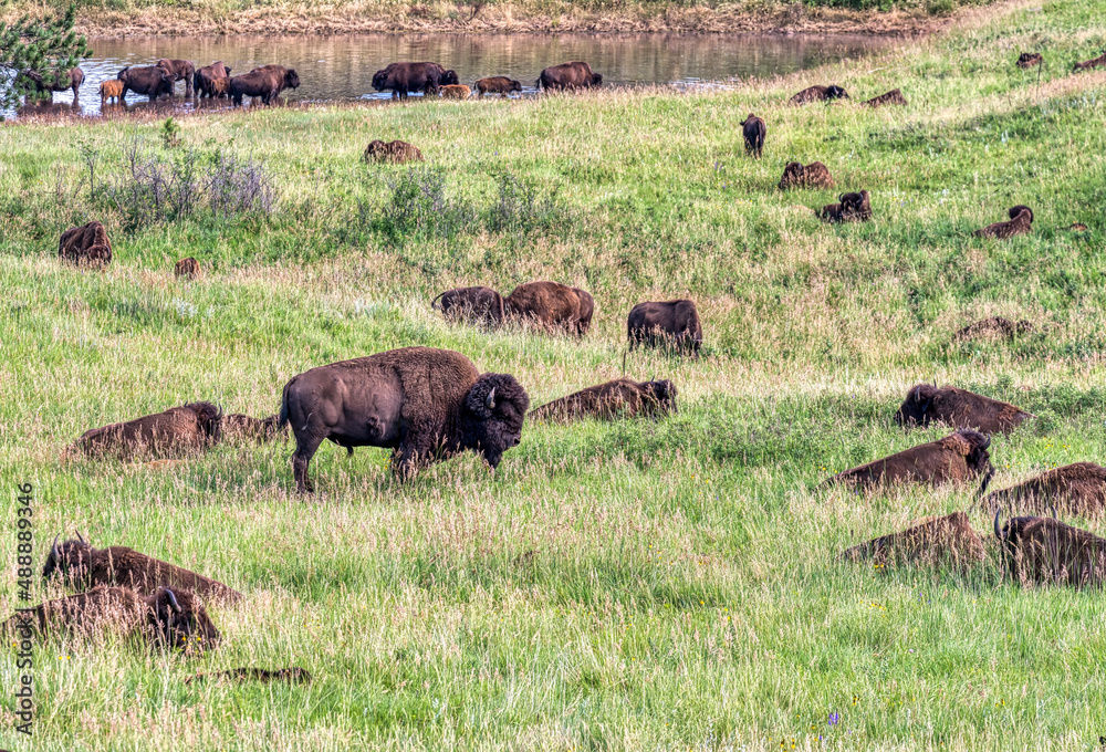 Bison in Custer State Park Bison in Custer State Park