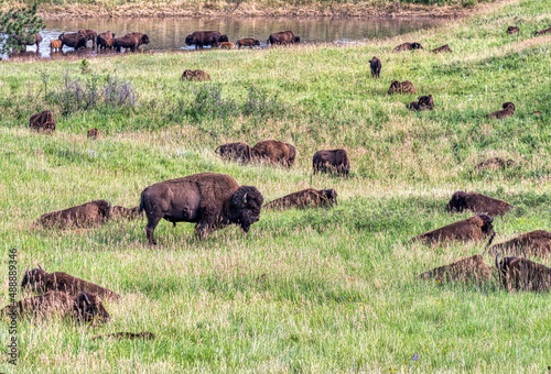 Bison in Custer State Park © brent coulter