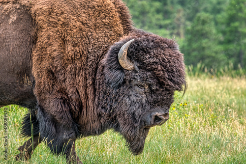 Bison in Custer State Park photo