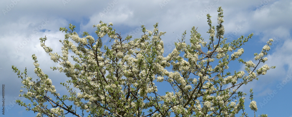 Fototapeta premium Blossoming tree - Spring 1