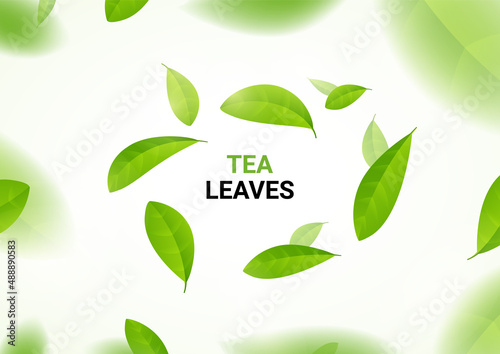 Green tea vector background mint eco illustration. Organic green tea flying leaf fresh concept