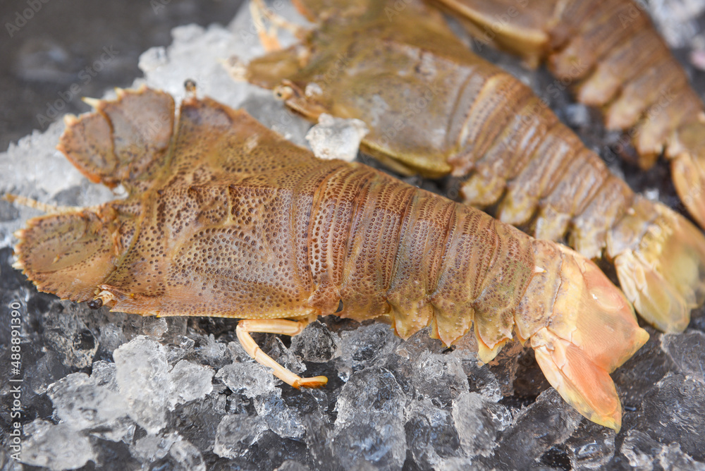 Raw flathead lobster shrimps on ice, fresh slipper lobster flathead for cooking on dark background in the seafood restaurant or seafood market, Rock Lobster Moreton Bay Bug Raw flathead lobster shrimps on ice, fresh slipper lobster flathead for cooking on dark background in the seafood restaurant or seafood market, Rock Lobster Moreton Bay Bug