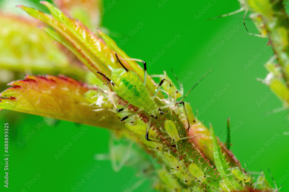 Aphid Colony Close-up. Greenfly or Green Aphid Garden Parasite Insect Pest Macro on Green Background Aphid Colony Close-up. Greenfly or Green Aphid Garden Parasite Insect Pest Macro on Green Background