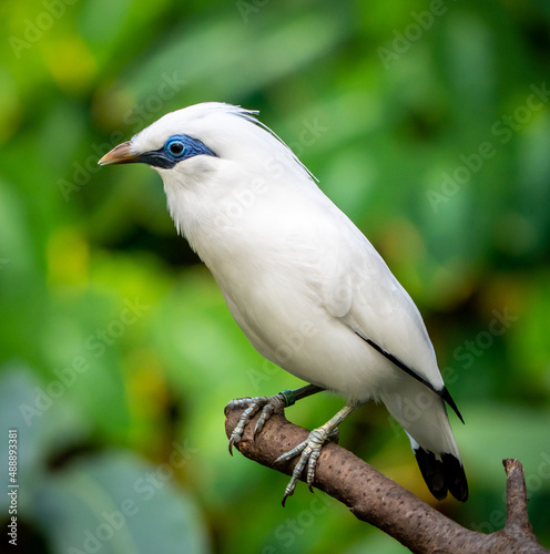Bali Starling (or Bali myna), a white bird with blue around the eyes sitting on a branch in front of a green jungle background © Maik
