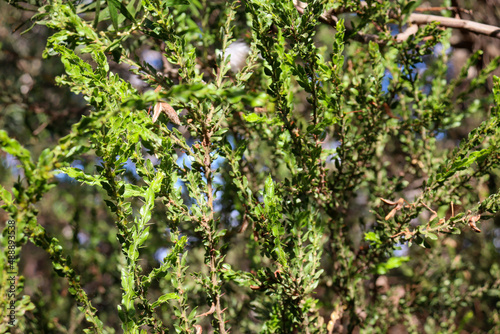 full frame of bushland vegetation in selective focus