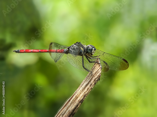 dragonfly on a green leaf © Murhan