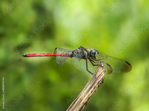 dragonfly on a leaf © Murhan