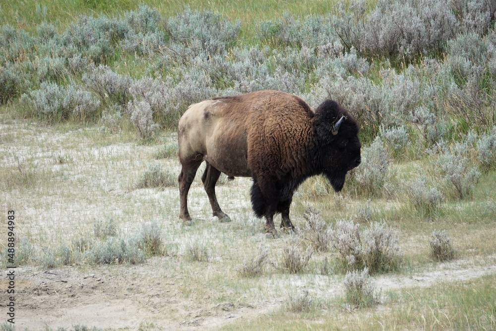 bison in park national park bison in park national park