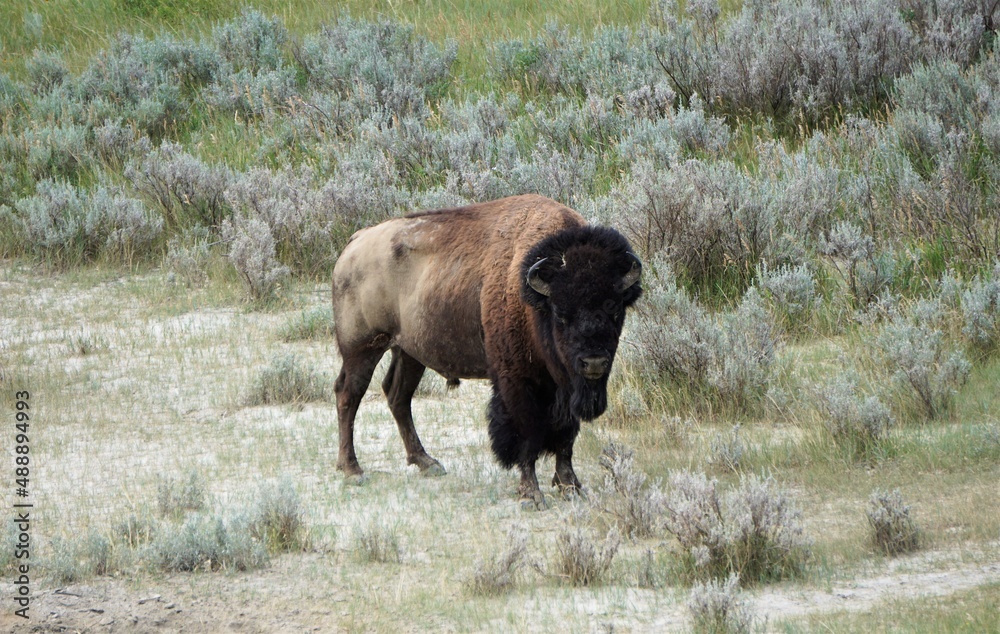 bison in park national park