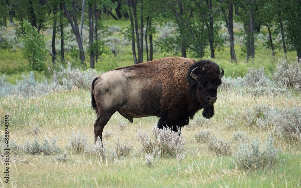 bison in national park