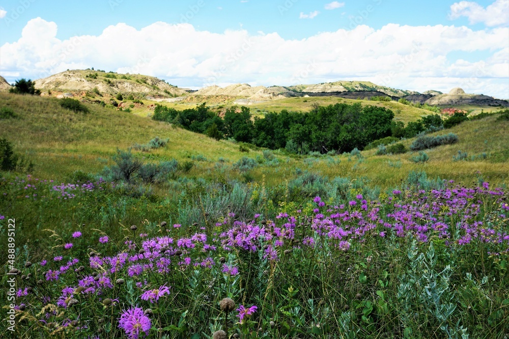 meadow with purple flowers