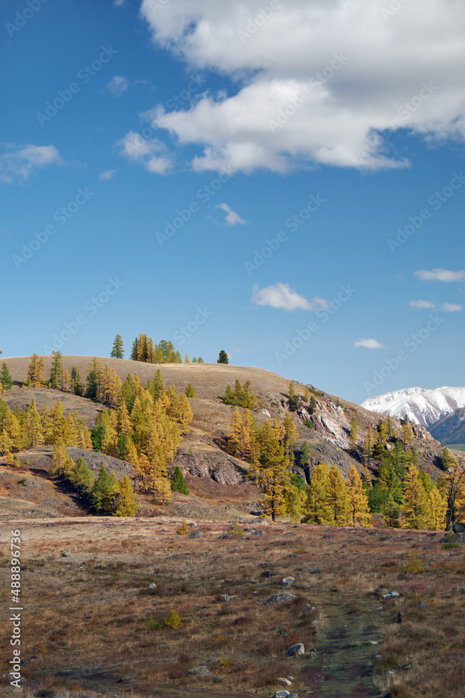 North Chuiskiy Ridge with forest on foreground and larch forest and snow mountains are on background. North Chuiskiy Ridge with forest on foreground and larch forest and snow mountains are on background.