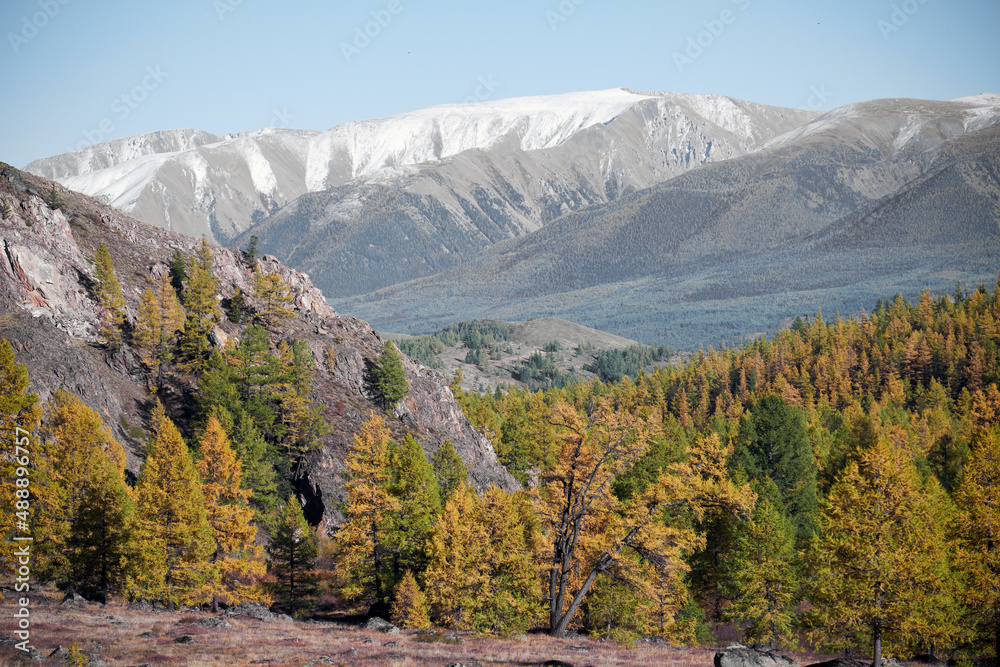 North Chui mountain range with larch forest is on foreground. . Altai,  Russia