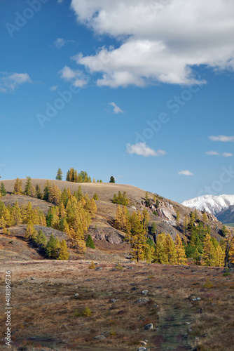 North Chuiskiy Ridge with forest on foreground and larch forest and snow mountains are on background.