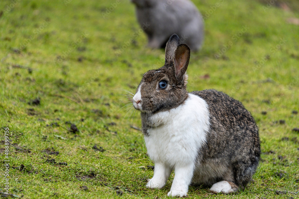 Fototapeta premium close up portrait of a cute grey rabbit with white chest fur sitting on the grasses in the park
