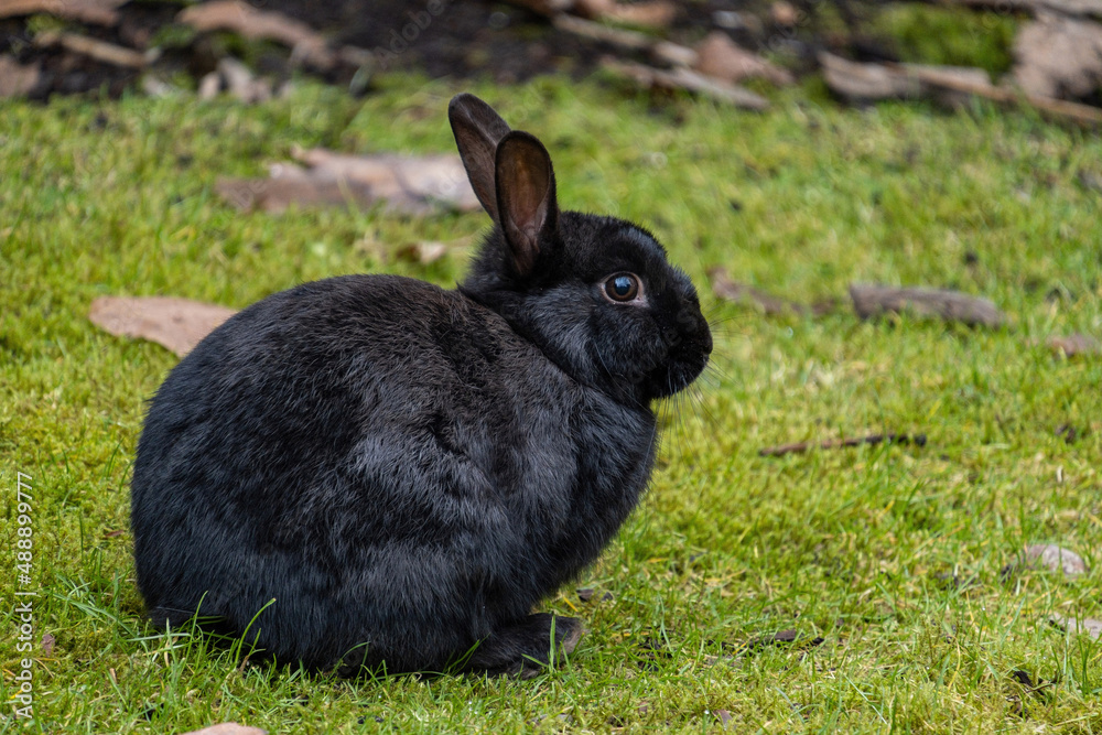 Fototapeta premium close up of a cute black rabbit sitting on green grasses in the park