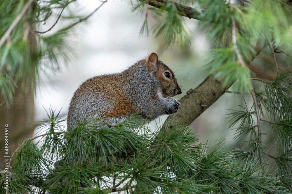 close up of a cute grey squirrel sitting on the branch behind pine needles eating a nut in its paws close up of a cute grey squirrel sitting on the branch behind pine needles eating a nut in its paws